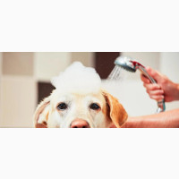 Dog Medicated Bath and Grooming Service