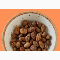 Nutmeg Seedlings for Sale - Get Your Nutmeg Trees Today