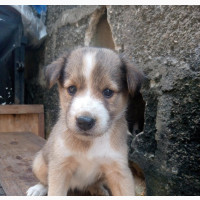 0-1 month Female Mixed Breed Caucasian Shepherd