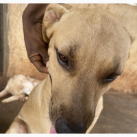 Male Purebred Boerboel Available for Stud Services