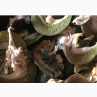Snails - Fresh Live and Dried Snails Available