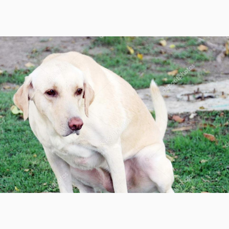 Фото 1/1. 1-3 months Female Purebred Labrador Retriever