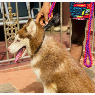 6-12 months Female Purebred Siberian Husky