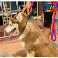6-12 months Female Purebred Siberian Husky