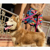 6-12 months Female Purebred Siberian Husky