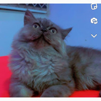 Purebred Persian Kitten for Sale