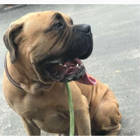 Adorable Female Purebred Boerboel Puppy for Adoption