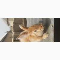 Angora Rabbit