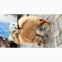 1+ year Female Purebred Chow Chow