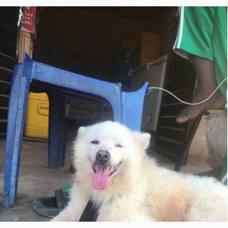 Mature Male Eskimo