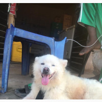 Mature Male Eskimo