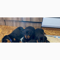 Female Purebred Rottweiler 1-3 Months Old