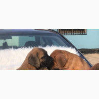 Male Purebred Boerboel Puppies for Sale