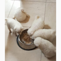 American Eskimo Puppies Available