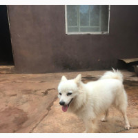 Male Purebred American Eskimo Puppy Available for Adoption