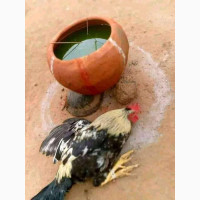 The best one and only herbalist and native doctor in Nigeria