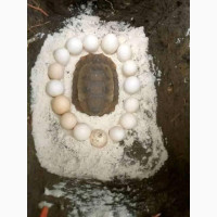 The best one and only herbalist and native doctor in Nigeria