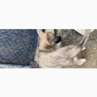 1-3 Months Female Purebred German Shepherd Puppy