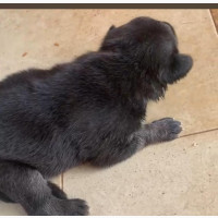 Caucasian Shepherd Mixed Breed Female Puppy - 3 Weeks Old