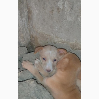 Male Purebred Basenji - Top Quality Security Dogs