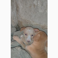 Male Purebred Basenji - Top Quality Security Dogs
