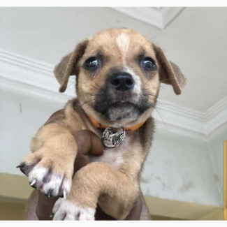 Female Purebred Boerboel Puppy - 3-6 Months Old