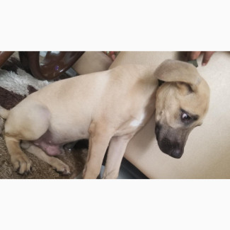 3-6 months Male Mixed Breed Boerboel