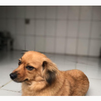1+ year Female Purebred Pembroke Welsh Corgi