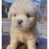 0-1 month Female Mixed Breed American Eskimo