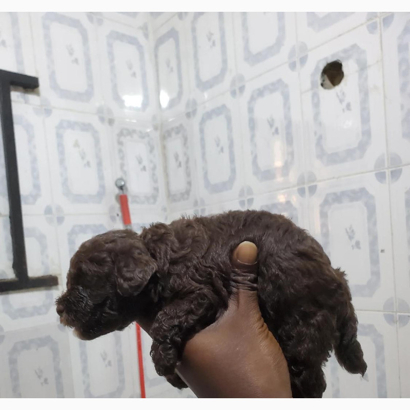 Фото 1/1. 0-1 month Female Purebred Poodle