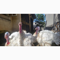Get Ready for the Holidays with Our Heavy Turkeys