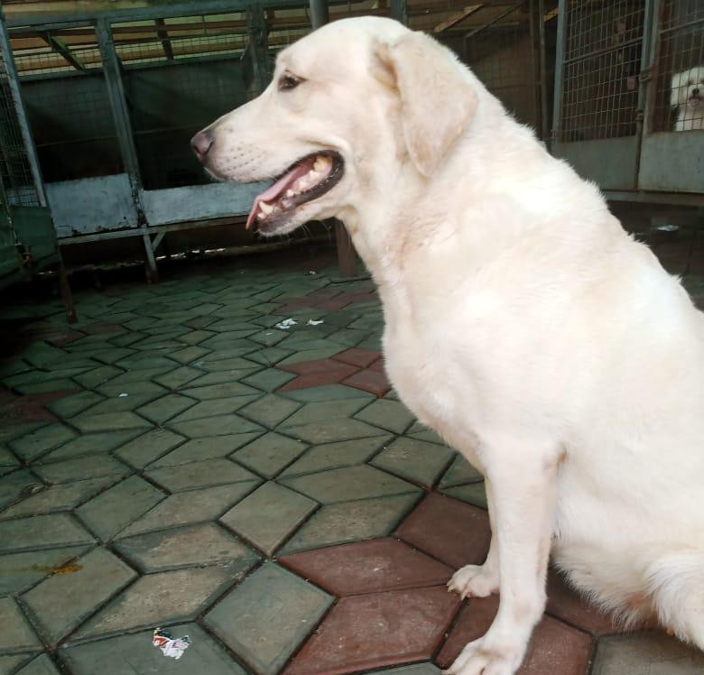 Фото 1/1. 3-6 months Female Purebred Labrador Retriever