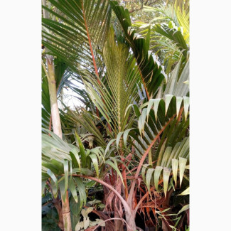 Bottle Palm for Sell