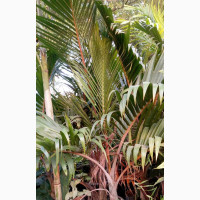 Bottle Palm for Sell
