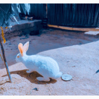 Exotic Giant Breed Rabbits - Angora, Harlequin, New Zealand White, and More