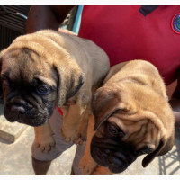 1-3 Months Male Purebred Bullmastiff