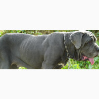 Neapolitan Mastiff - Purebred Female, 1+ Year Old