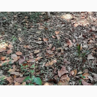 Land for Lease with Historic Bungalow in Ikoyi