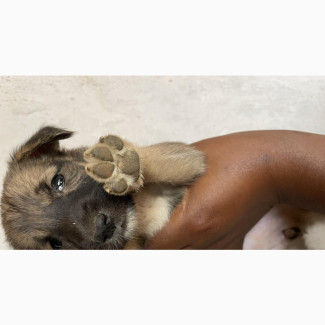 1-3 months Female Mixed Breed German Shepherd