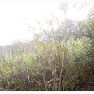 Along Siluko Commercial Land