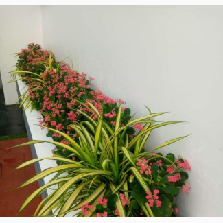 Professional Landscape Design Services