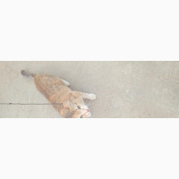 1+ year Female Mixed Breed American Shorthair