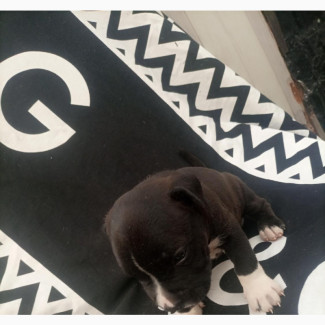 0-1 month Male Purebred American Pit Bull Terrier