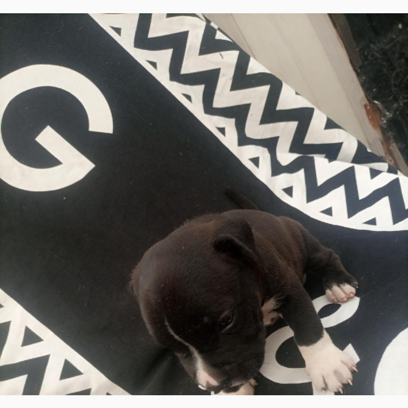 Фото 1/1. 0-1 month Male Purebred American Pit Bull Terrier