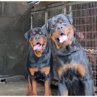 1+ year Male Purebred Rottweiler