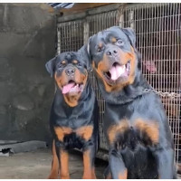 1+ year Male Purebred Rottweiler