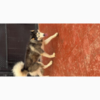 Male Purebred Siberian Husky for Stud Service