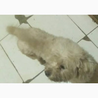 Purebred Lhasa Apso Female for Sale
