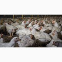 Healthy Live Broilers for Sale – Fresh Farm-Raised Chickens Available in Ilorin