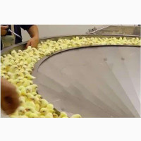 Day Old Chicks Brooding Services